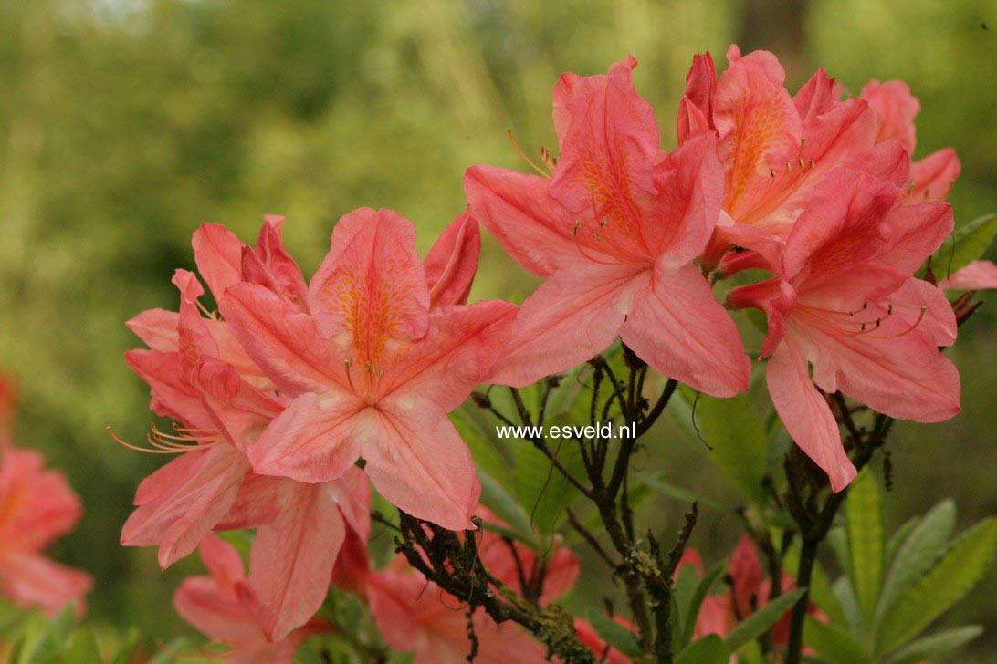 Azalea 'Apple Blossom'