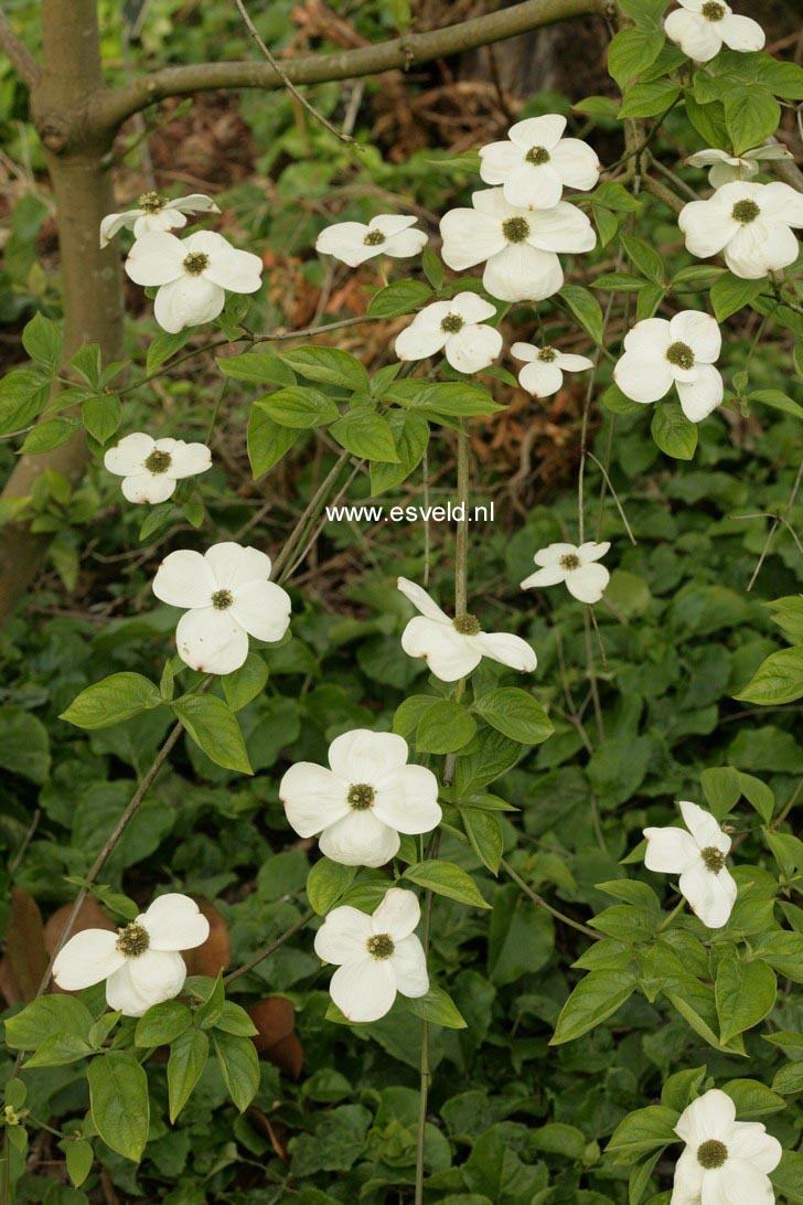 Cornus nuttallii 'Monarch'