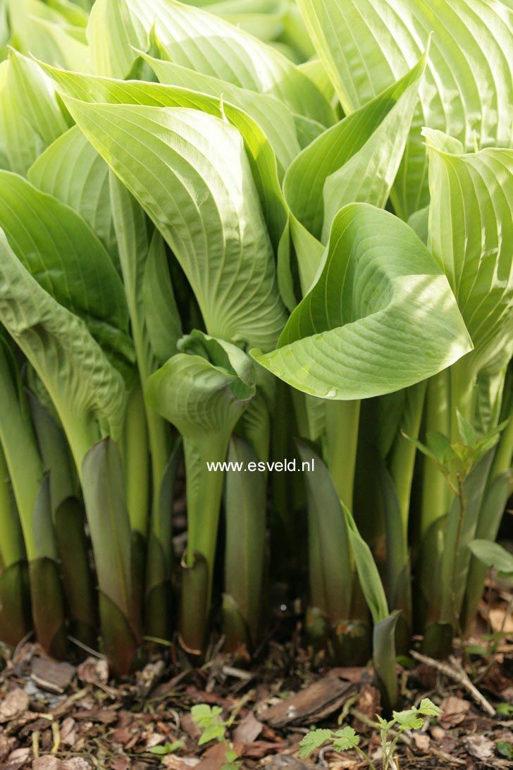 Hosta 'Sum and Substance'