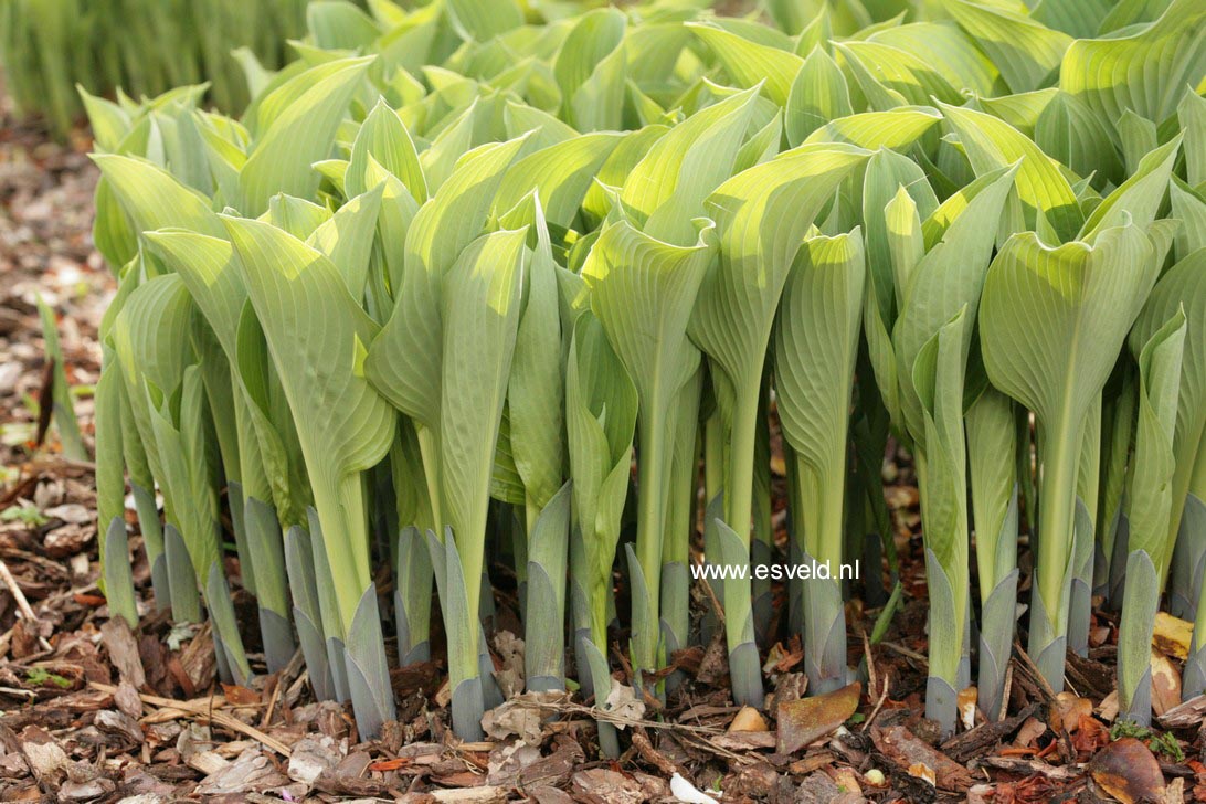 Hosta 'Krossa Regal'