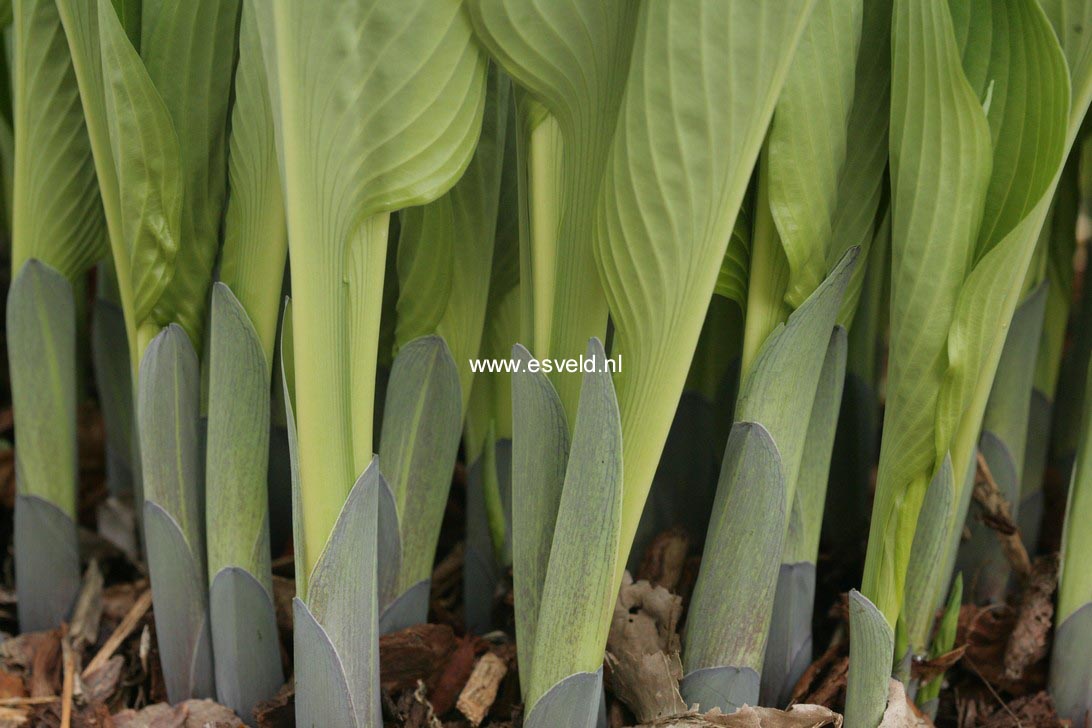 Hosta 'Krossa Regal'