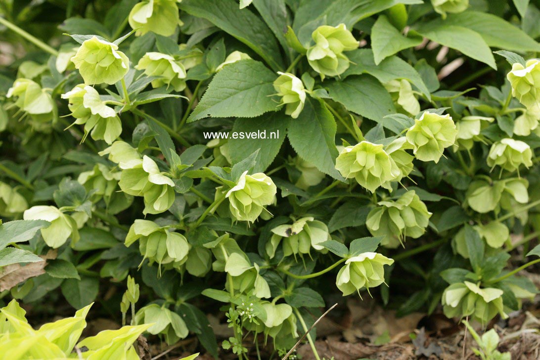 Helleborus orientalis