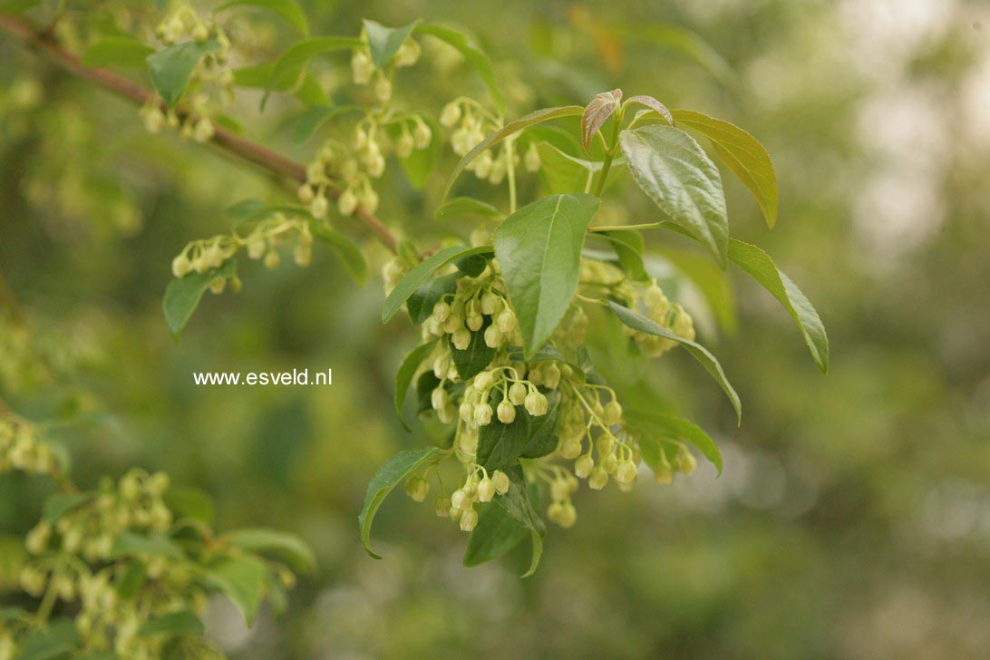 Aristotelia chilensis