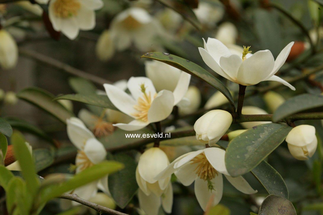 Magnolia figo crassipes