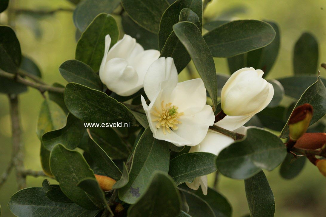 Magnolia laevifolia