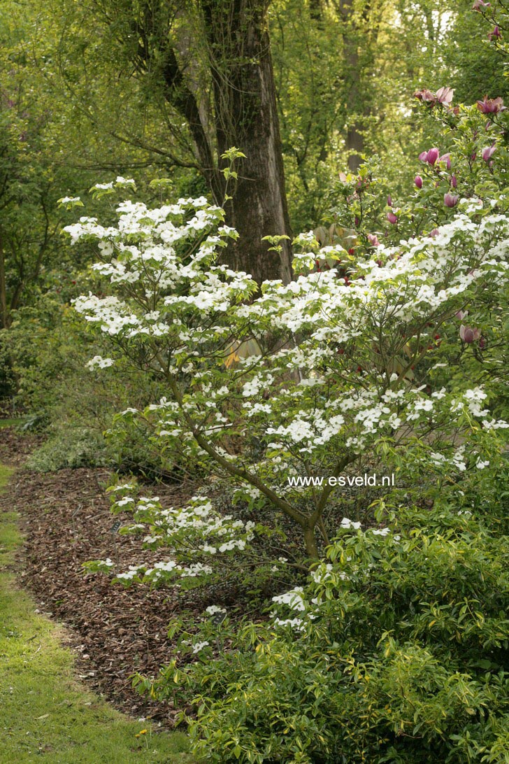 Cornus florida 'White Cloud'