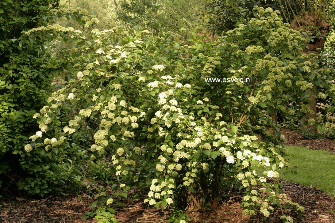 Viburnum plicatum 'Thunberg's Original'