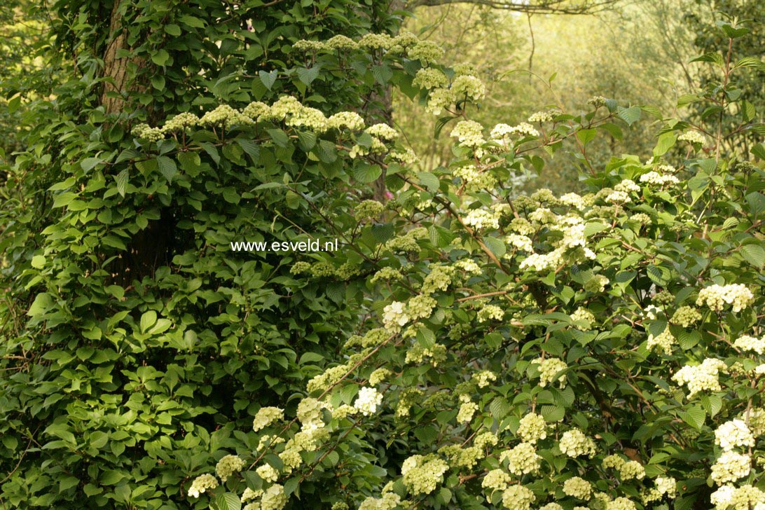 Viburnum plicatum 'Thunberg's Original'