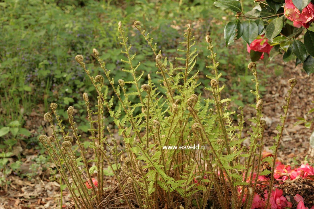 Dryopteris affinis 'Pinderi'