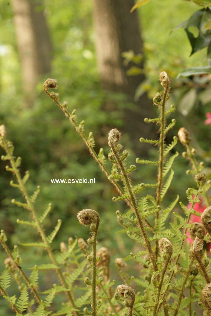 Dryopteris affinis 'Pinderi'