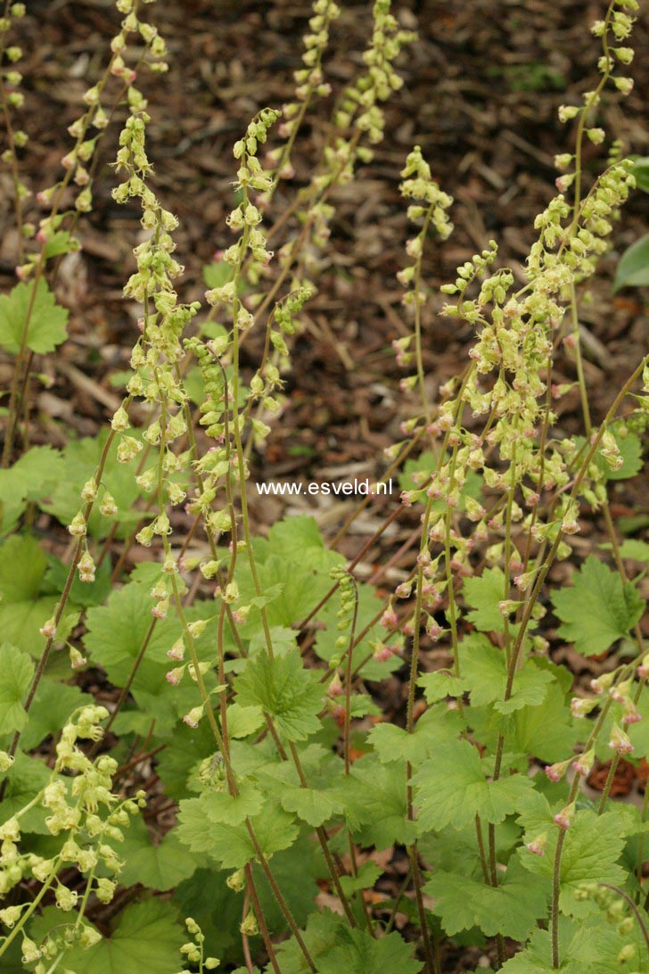 Tellima grandiflora 'Rubra'