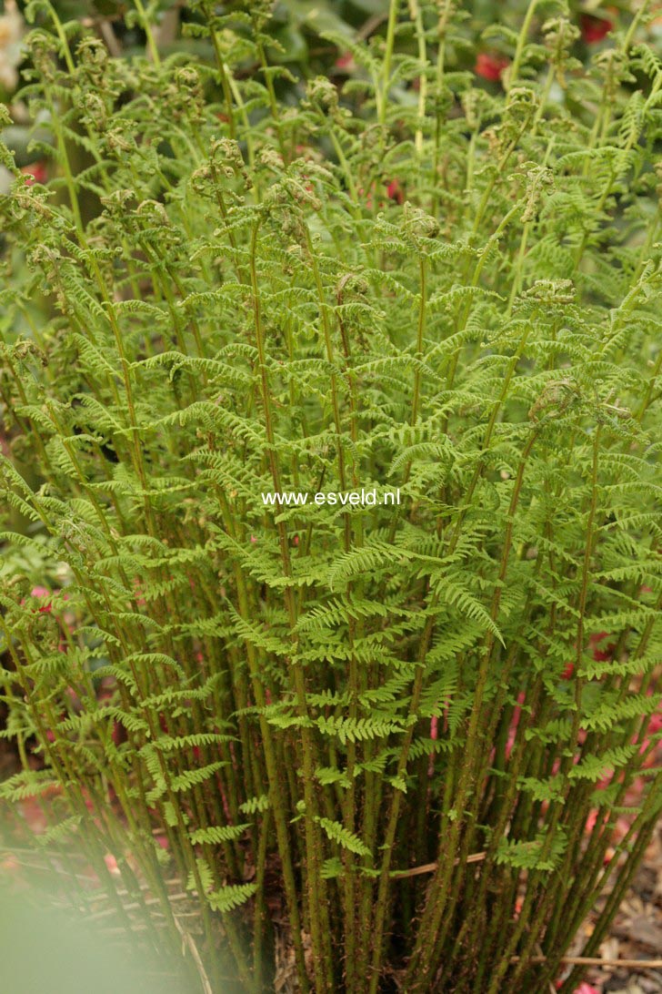 Polystichum rigens