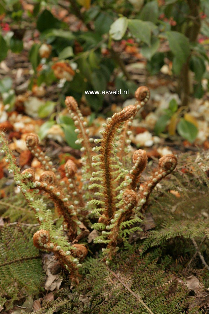 Polystichum setiferum 'Proliferum'