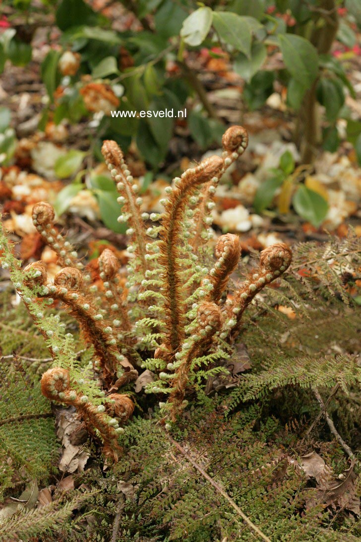 Polystichum setiferum 'Proliferum'