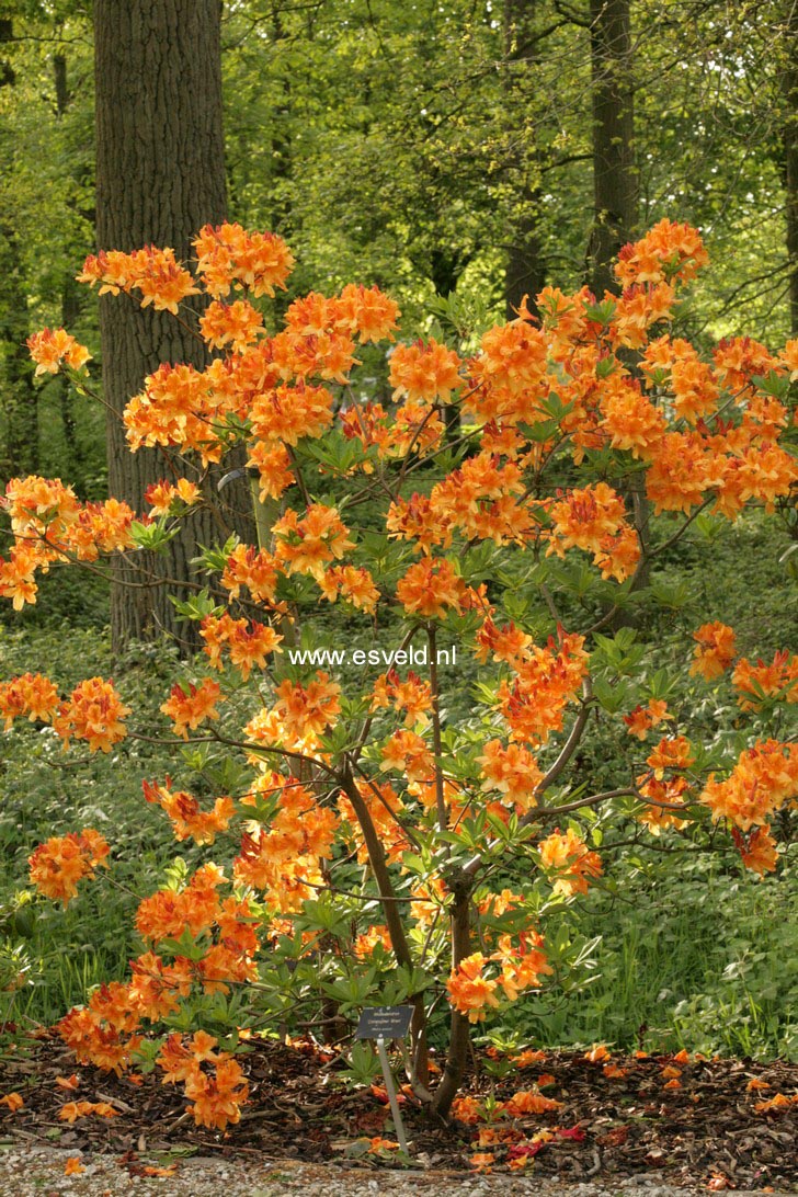 Azalea 'Christopher Wren'