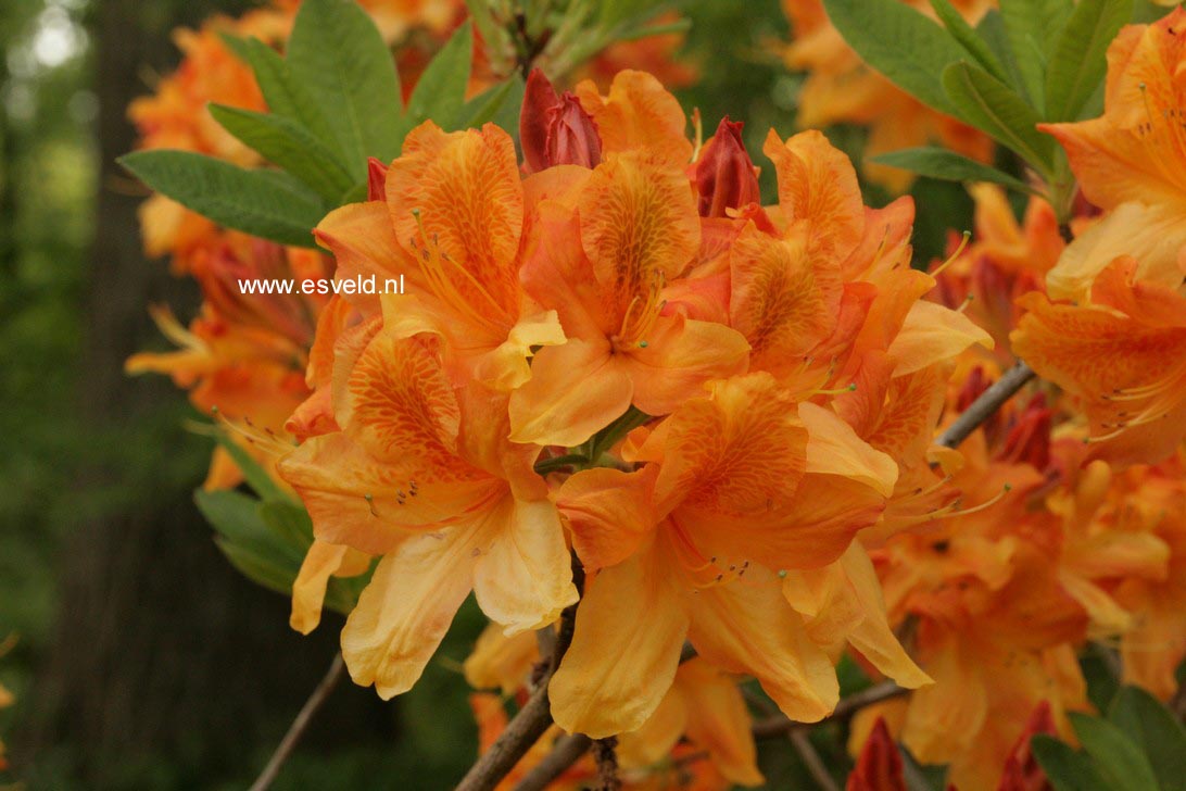 Azalea 'Christopher Wren'