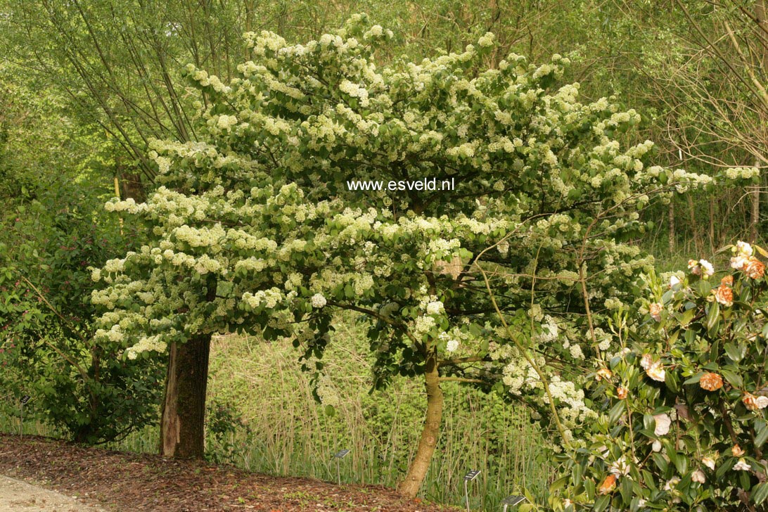 Viburnum plicatum 'Newport'