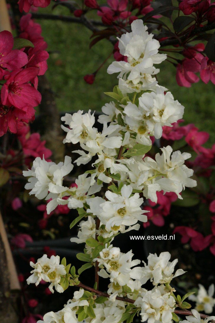 Exochorda racemosa 'Niagara'
