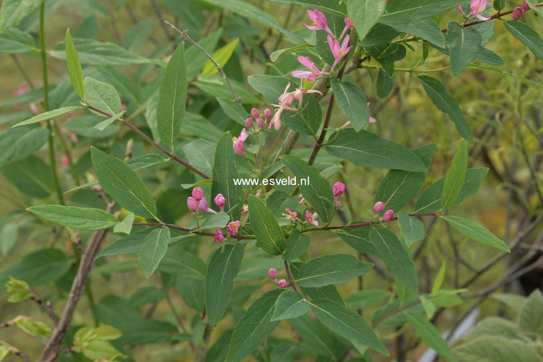 Lonicera tatarica 'Rosea'