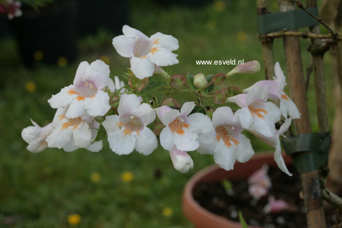 Dipelta floribunda