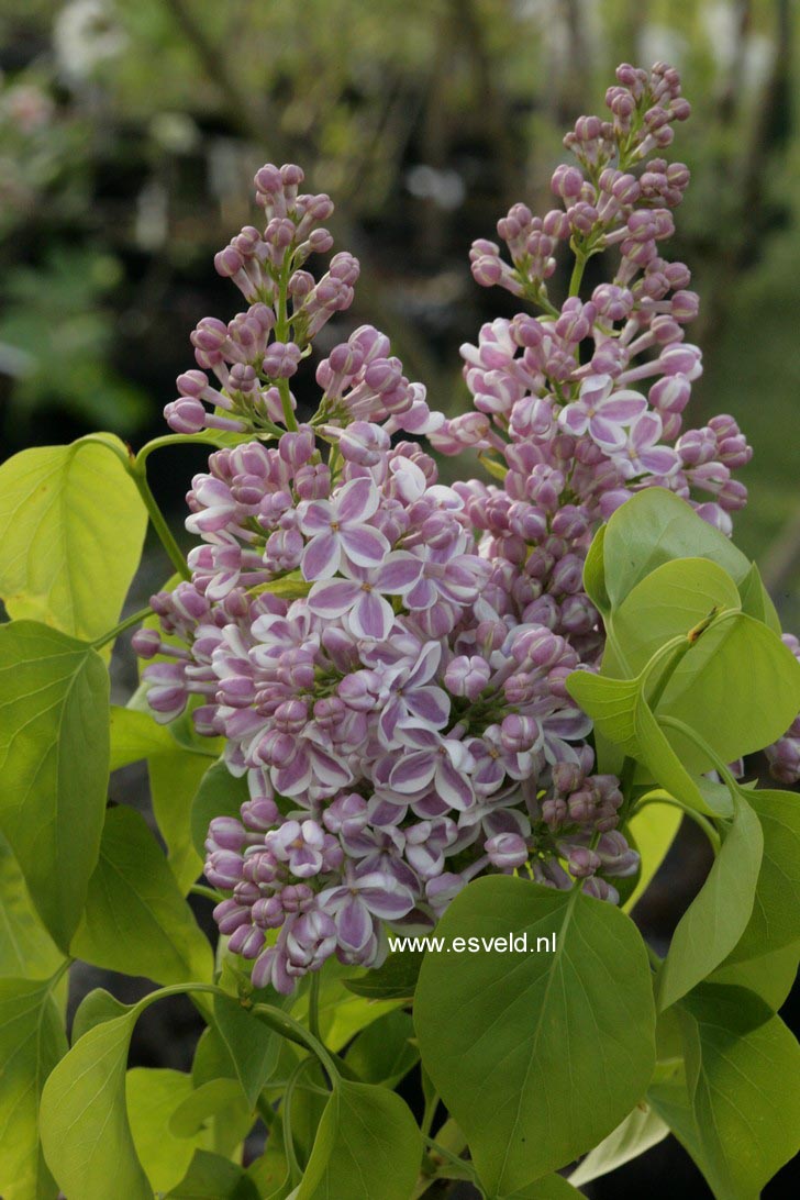 Syringa vulgaris 'Lila Wonder'