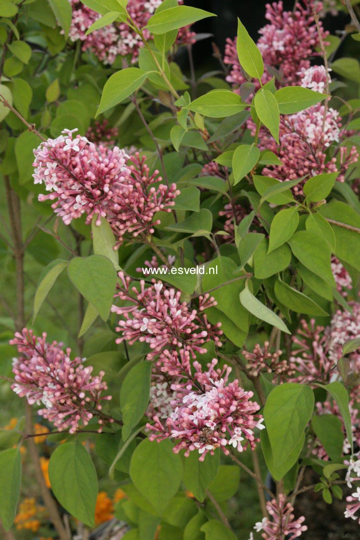 Syringa microphylla 'Superba'
