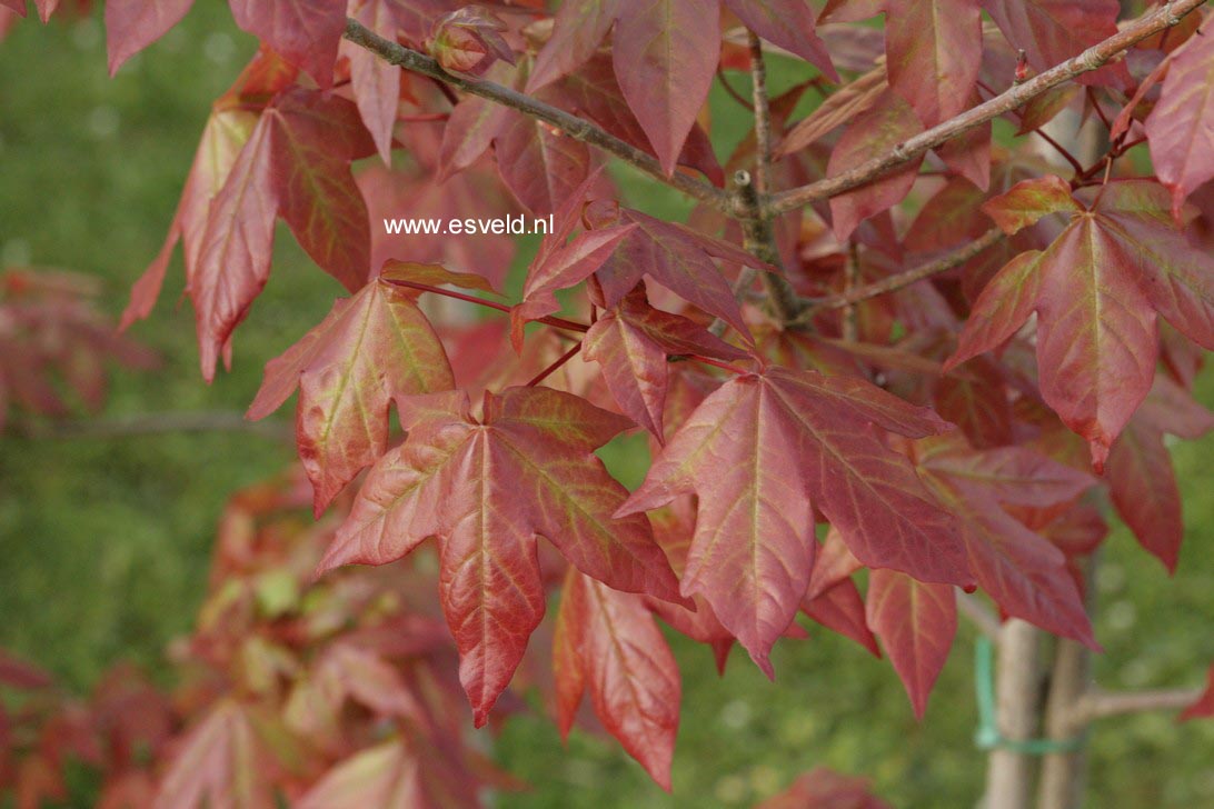 Acer zoeschense 'Annae'