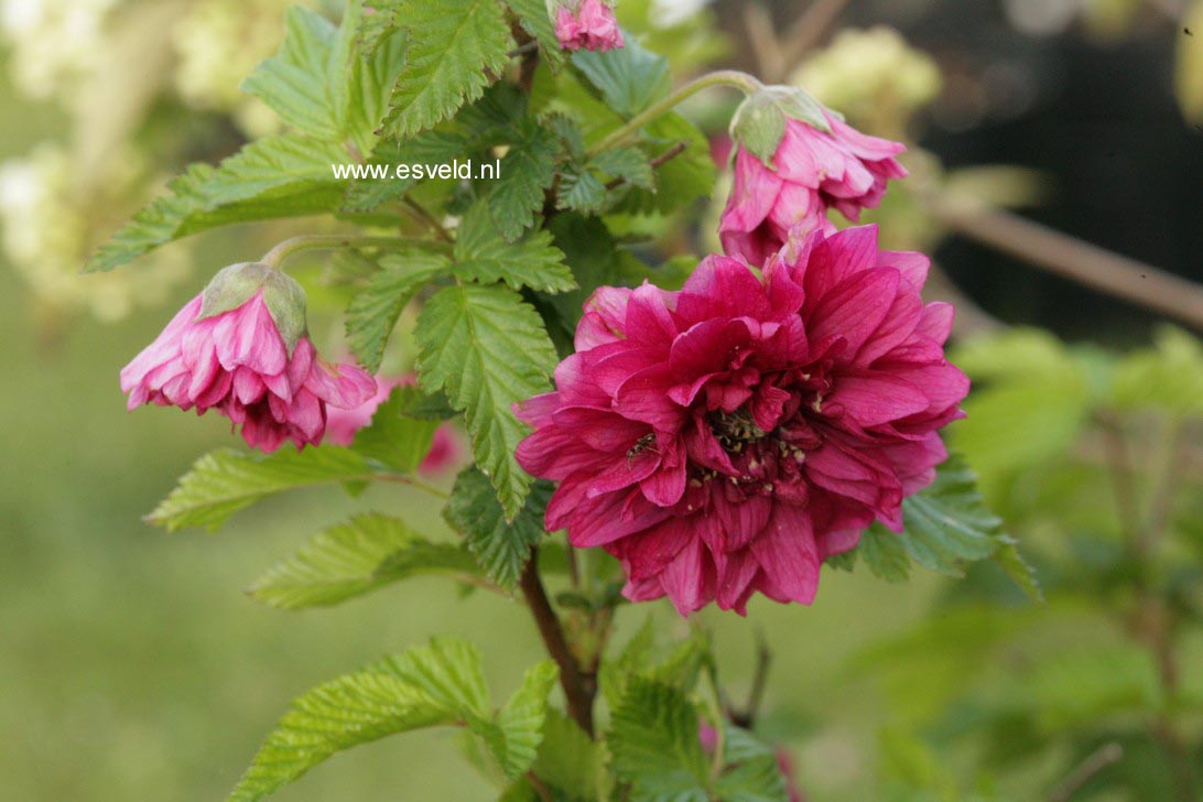 Rubus spectabilis 'Olympic Double'