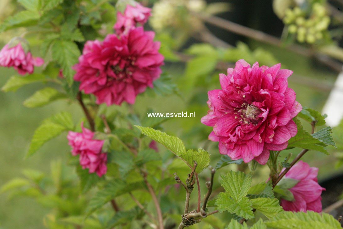 Rubus spectabilis 'Olympic Double'