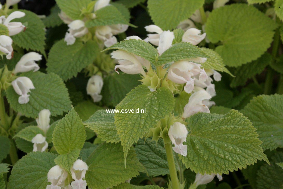 Lamium orvala 'Album'