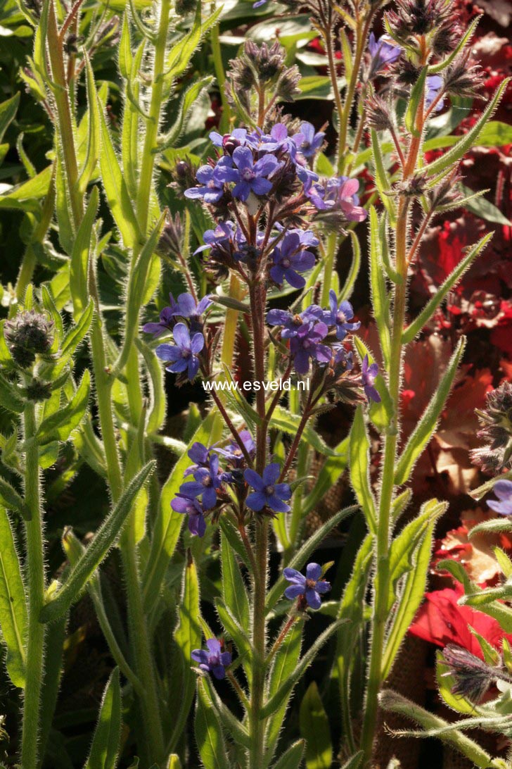 Anchusa azurea 'Dropmore'