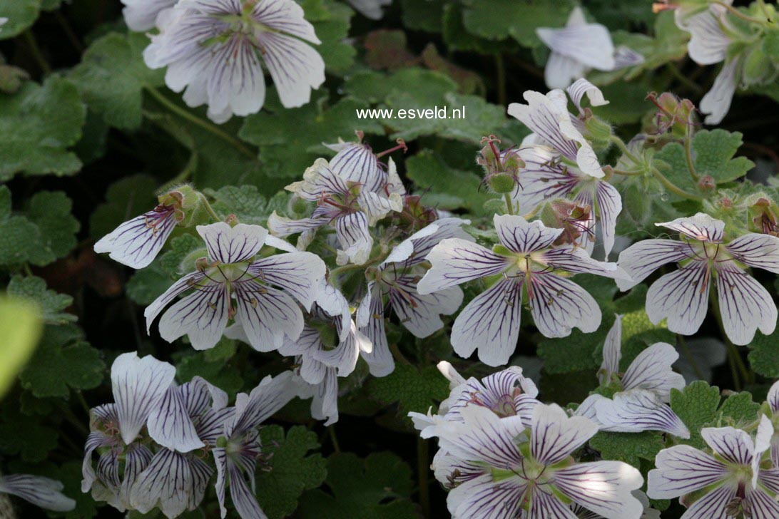 Geranium renardii