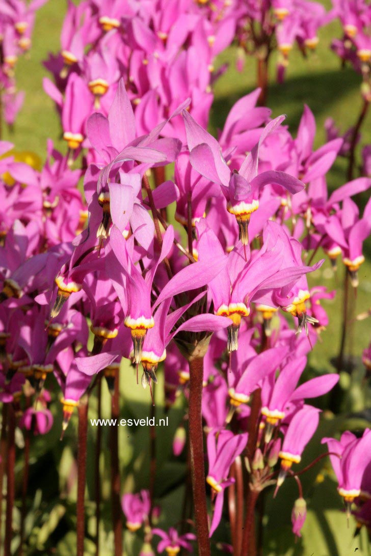 Dodecatheon pulchellum 'Red Wings'