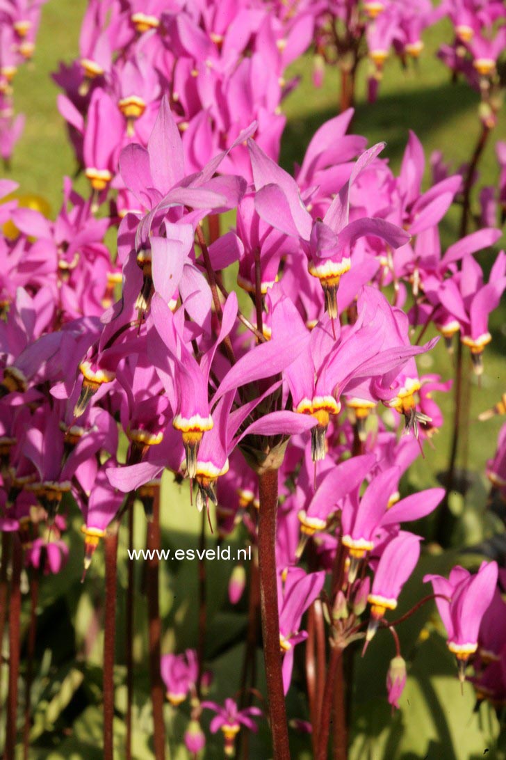 Dodecatheon pulchellum 'Red Wings'