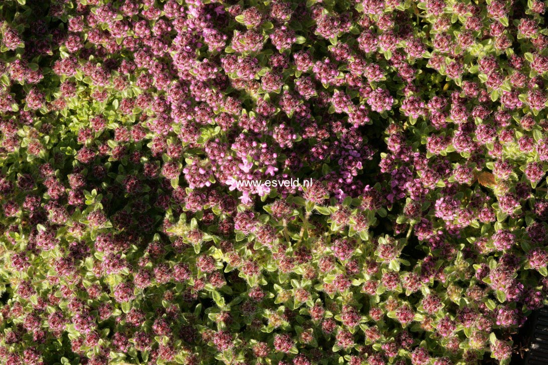 Thymus praecox 'Pink Chintz'