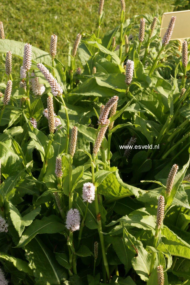 Persicaria bistorta 'Superba'