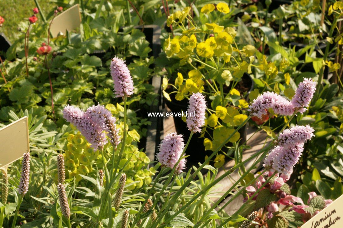 Persicaria bistorta 'Superba'