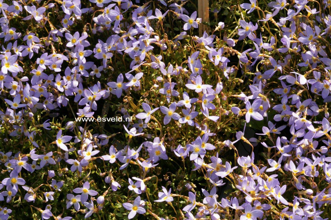 Houstonia caerulea 'Millard's Variety'