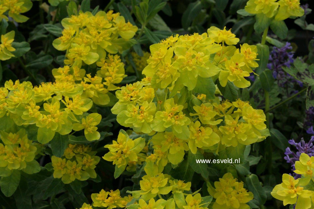 Euphorbia polychroma