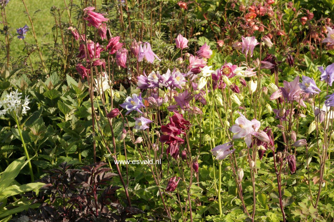 Aquilegia vulgaris