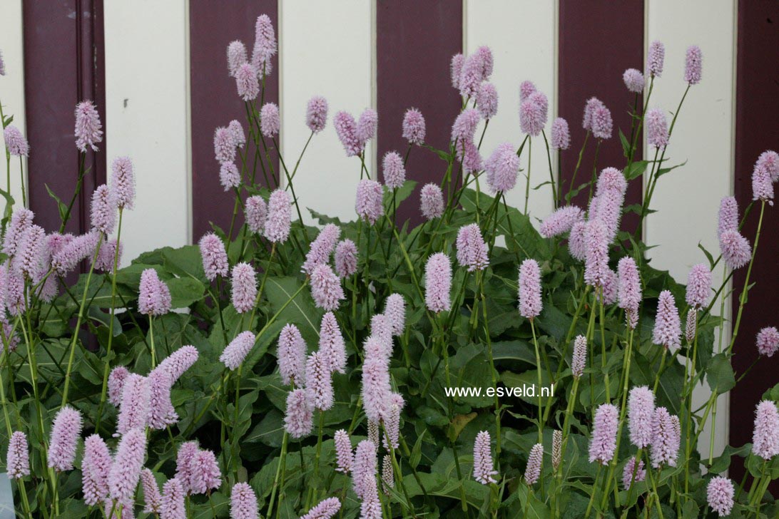 Persicaria bistorta