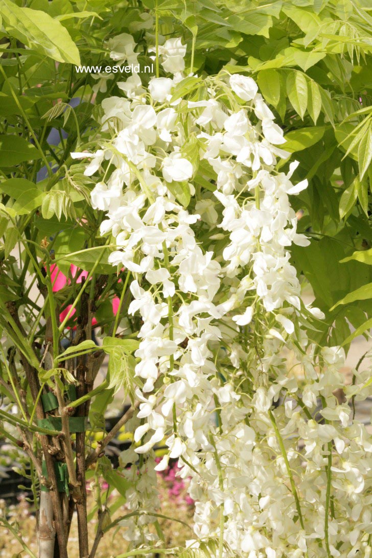 Wisteria floribunda 'Alba'