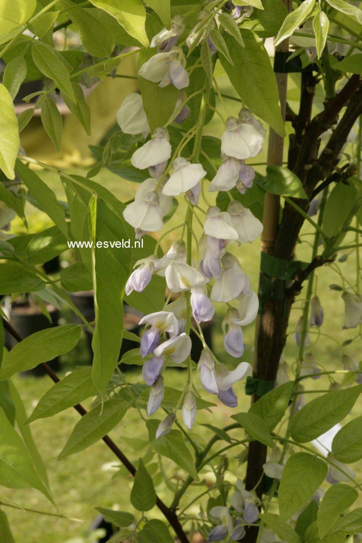 Wisteria floribunda 'Eranthema'