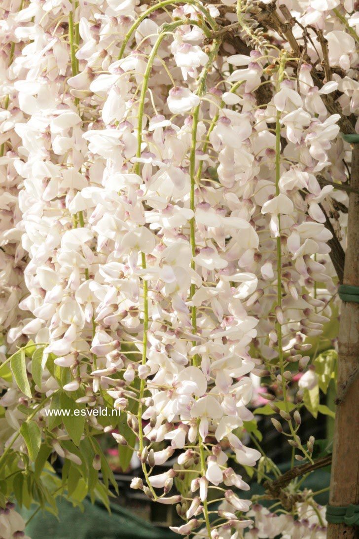 Wisteria floribunda 'Kimono'