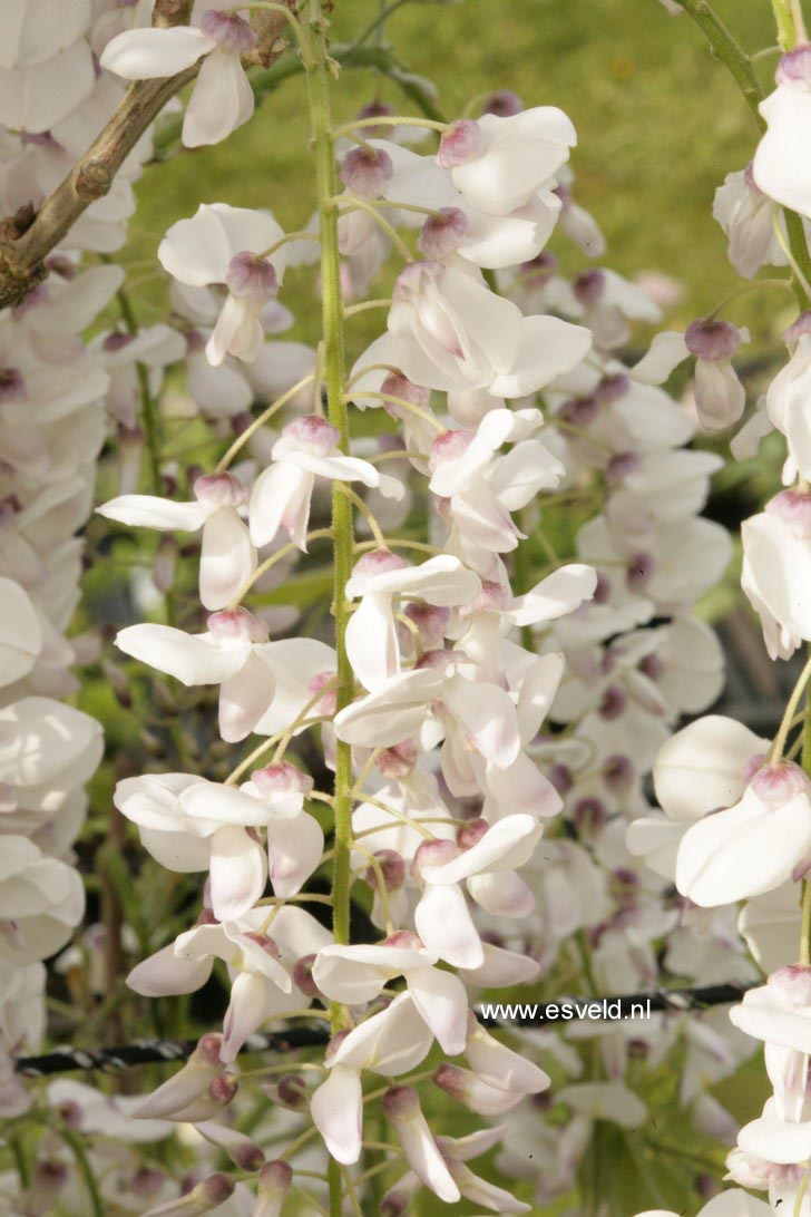 Wisteria floribunda 'Kimono'