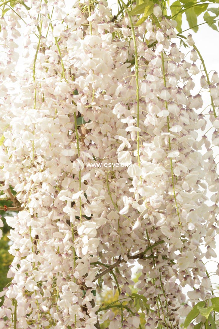 Wisteria floribunda 'Kimono'