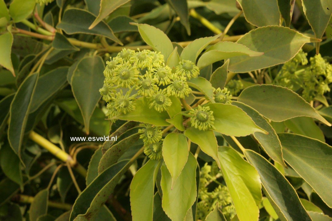 Trochodendron aralioides