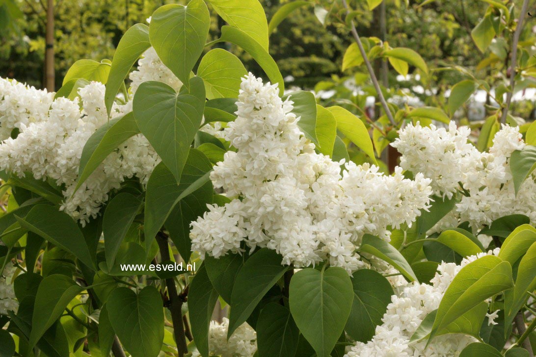 Syringa vulgaris 'Mme Lemoine'