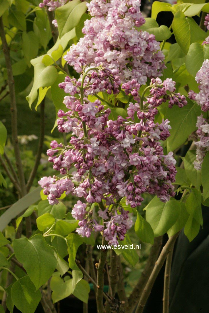 Syringa vulgaris 'Michel Buchner'