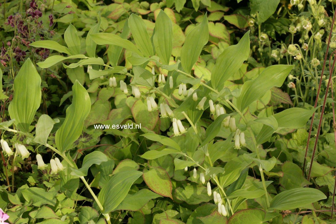 Polygonatum biflorum